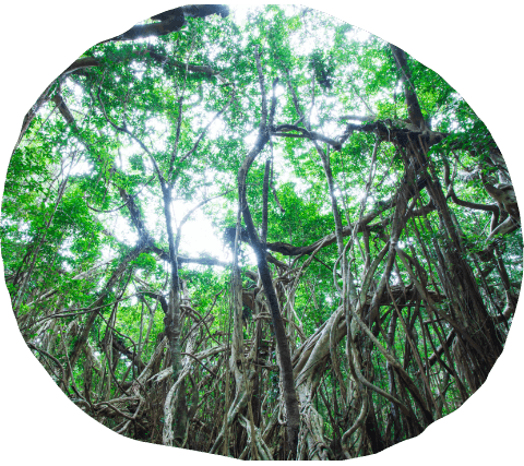 屋久島のガジュマルの写真