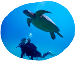 ウミガメとダイビングしている写真